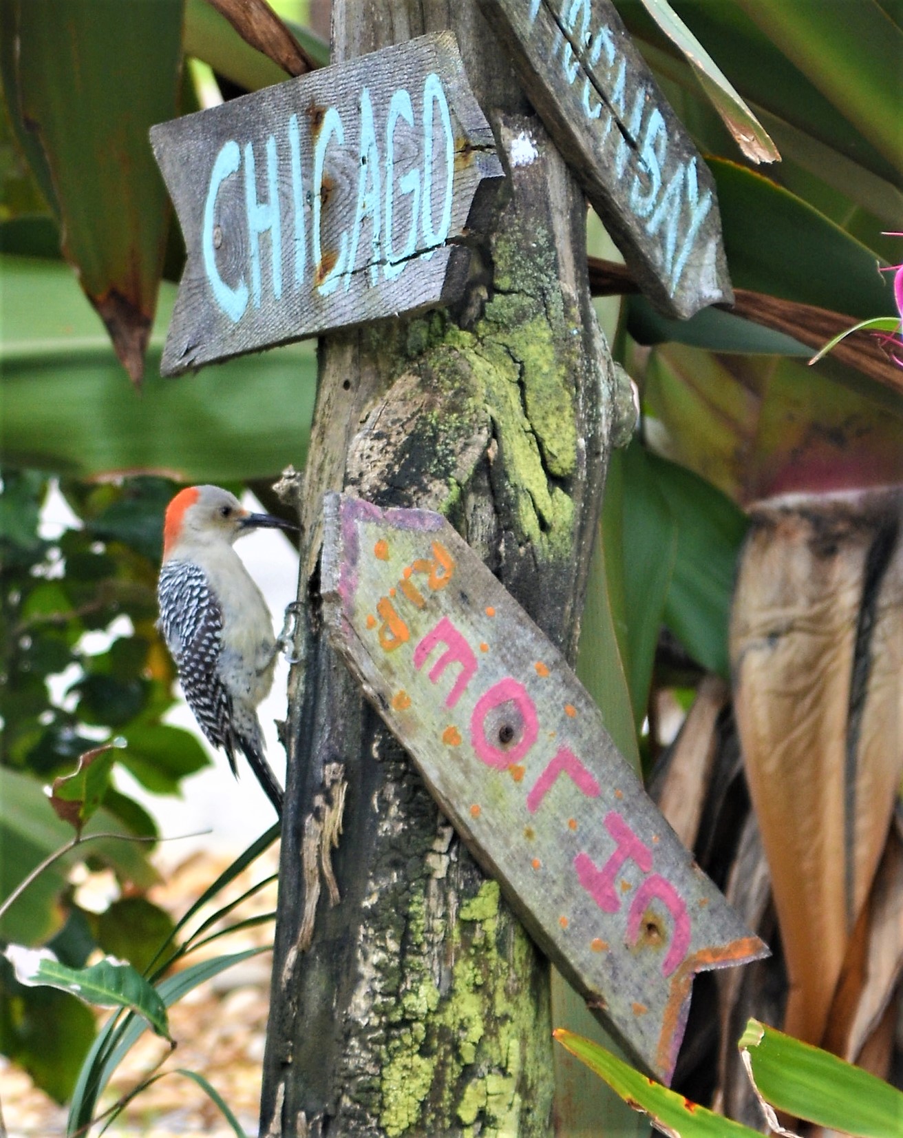 20180204_105727-DSC_0002 (2)